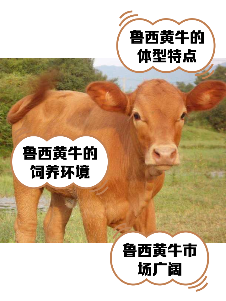 最新医保取现黄牛方法分析(最方便真实的医保取现黄牛怎么取方法)